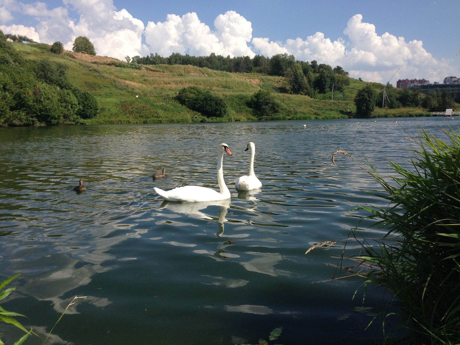 Swan geese - My, Romashkovo, , Longpost