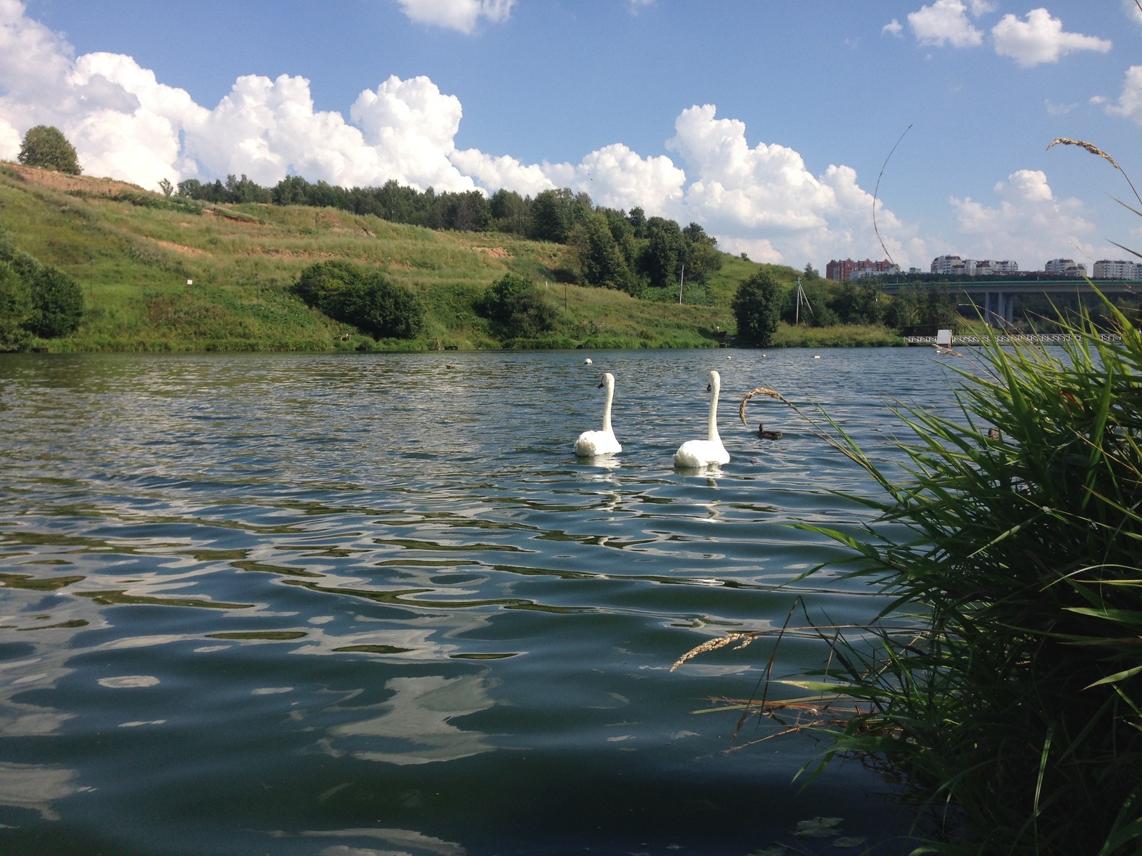 Swan geese - My, Romashkovo, , Longpost