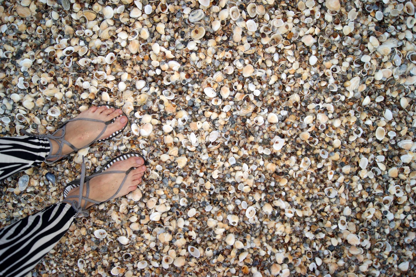 shell place - My, Crimea, Azov sea, General's beaches, Seashells