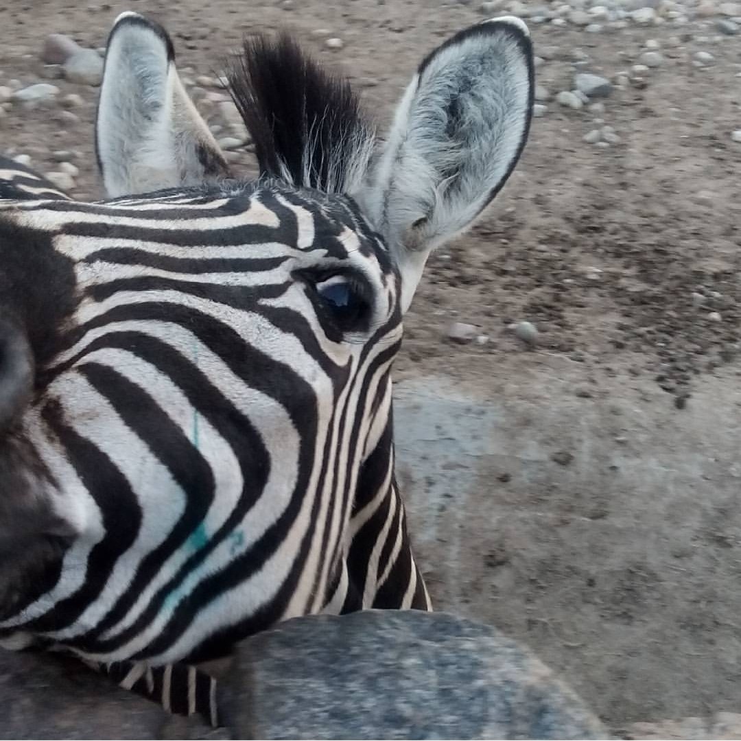 Minsk Zoo - My, Zoo, Animals, Longpost