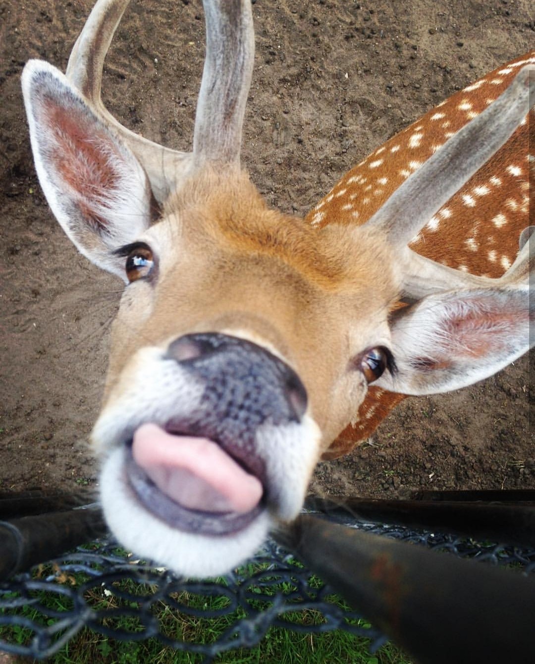 Minsk Zoo - My, Zoo, Animals, Longpost