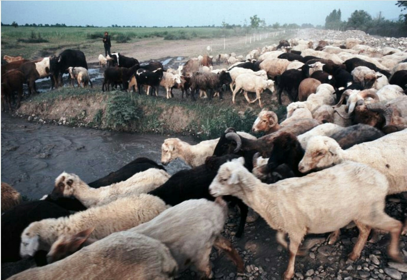 Азербайджан в 60-е годы - Азербайджан, СССР, Историческое фото, Длиннопост