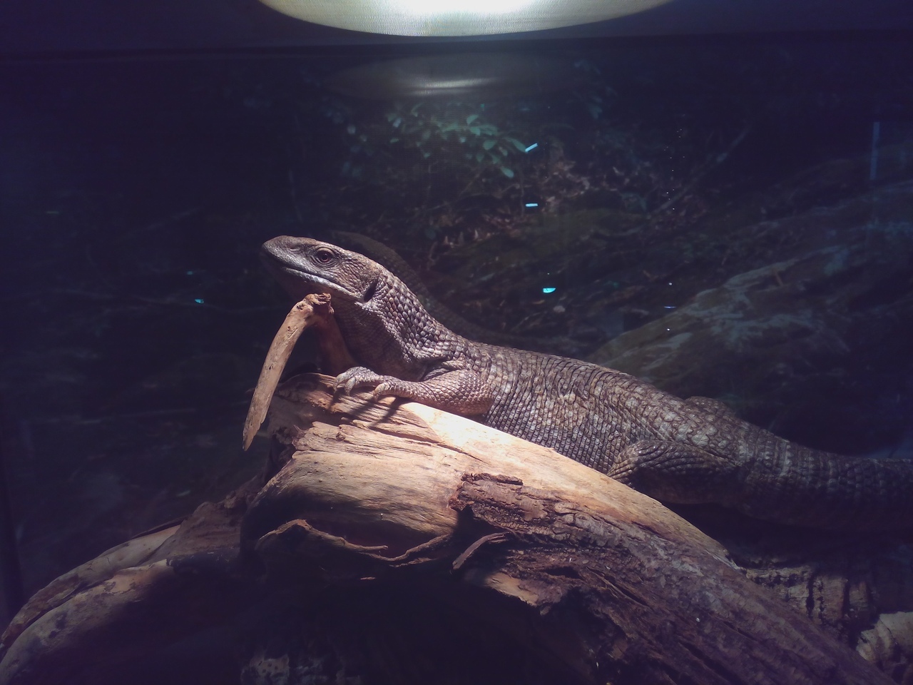 Cape lizard. - My, Saint Petersburg, , The photo, Cape monitor lizard, Longpost