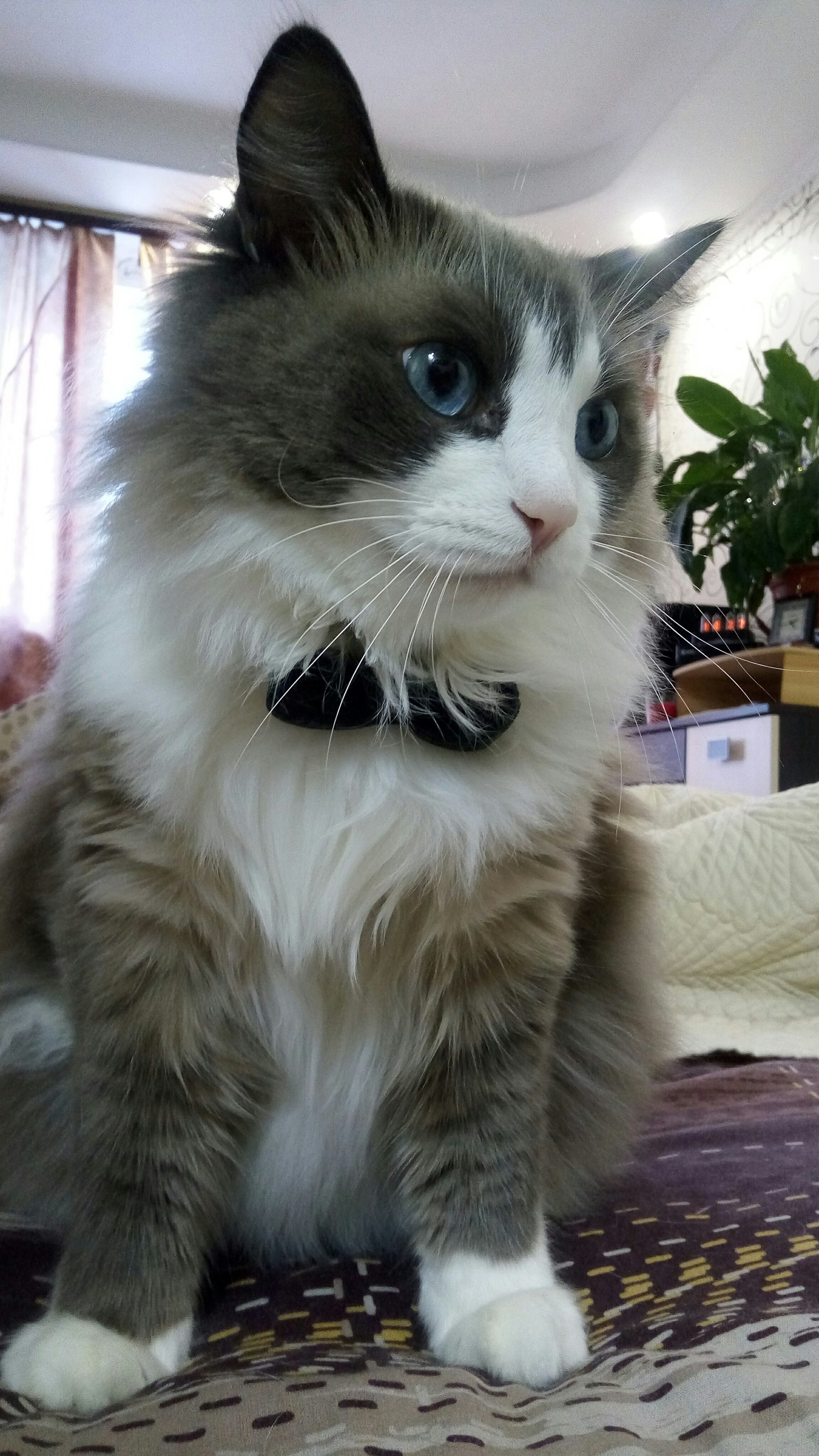 Gentleman) - Longpost, cat, Butterfly, The bow tie