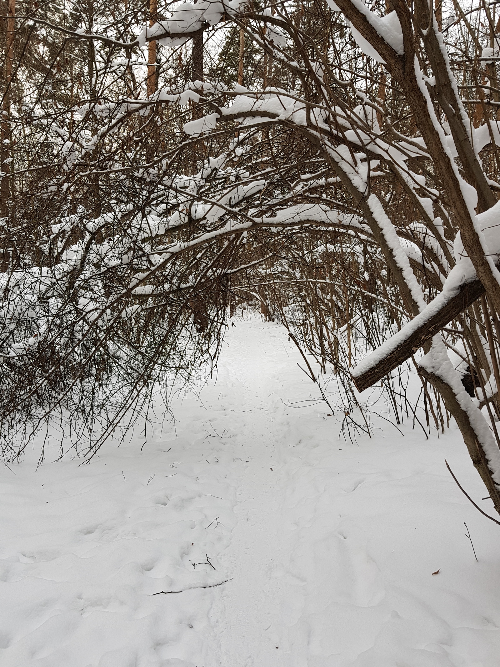 A little winter - My, Izmailovsky park, Mobile photography, Winter, Longpost