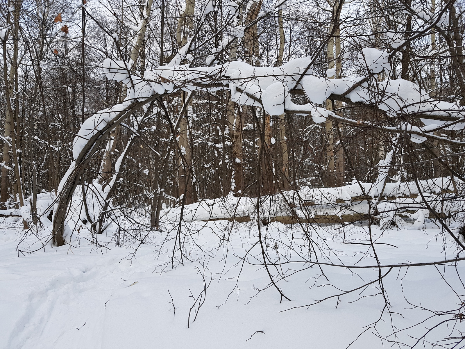 A little winter - My, Izmailovsky park, Mobile photography, Winter, Longpost