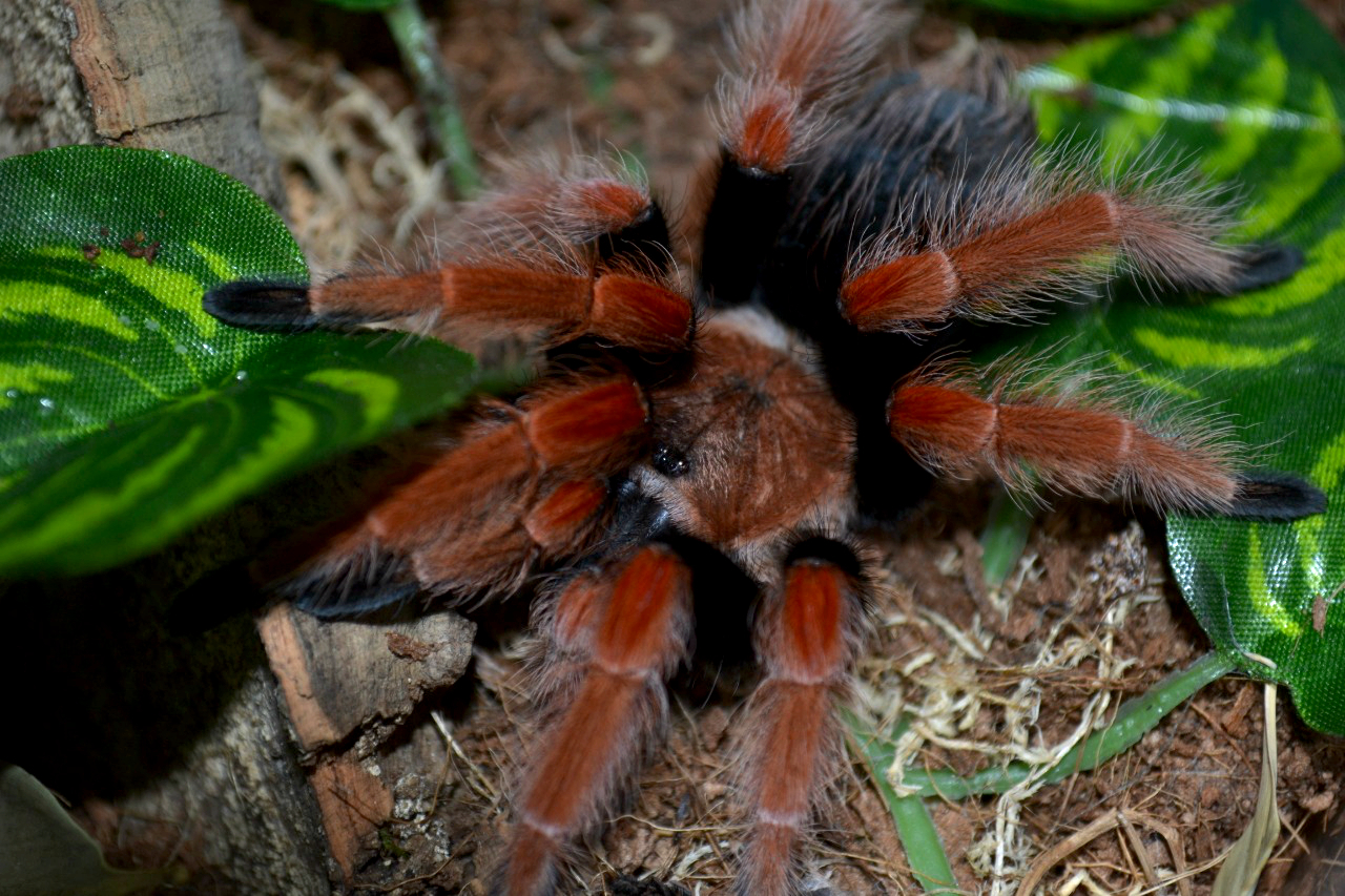 spider world - My, Spider, Bird spiders, Terrariumistics, Longpost, First long post, Video, GIF