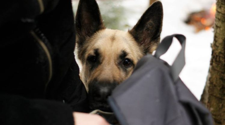 begging muzzle)) - East European Shepherd, Forest, Sheepdog, Animals, Walk, Longpost