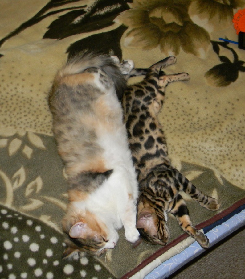 Synchronized felting - My, cat, Tricolor cat, Bengal cat, Longpost, Catomafia