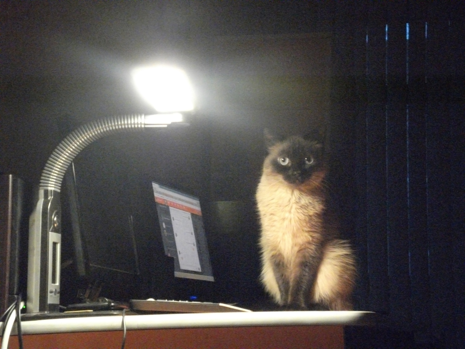 Well, tell me - My, Cat with lamp, Catomafia, cat