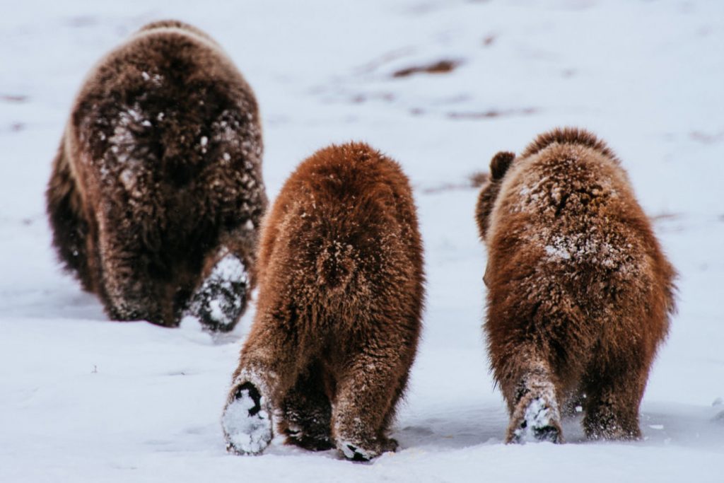 Mining engineer from Magadan takes cute photos of foxes, hares and bears - Animals, Milota, , The photo, Mining Engineer, Longpost