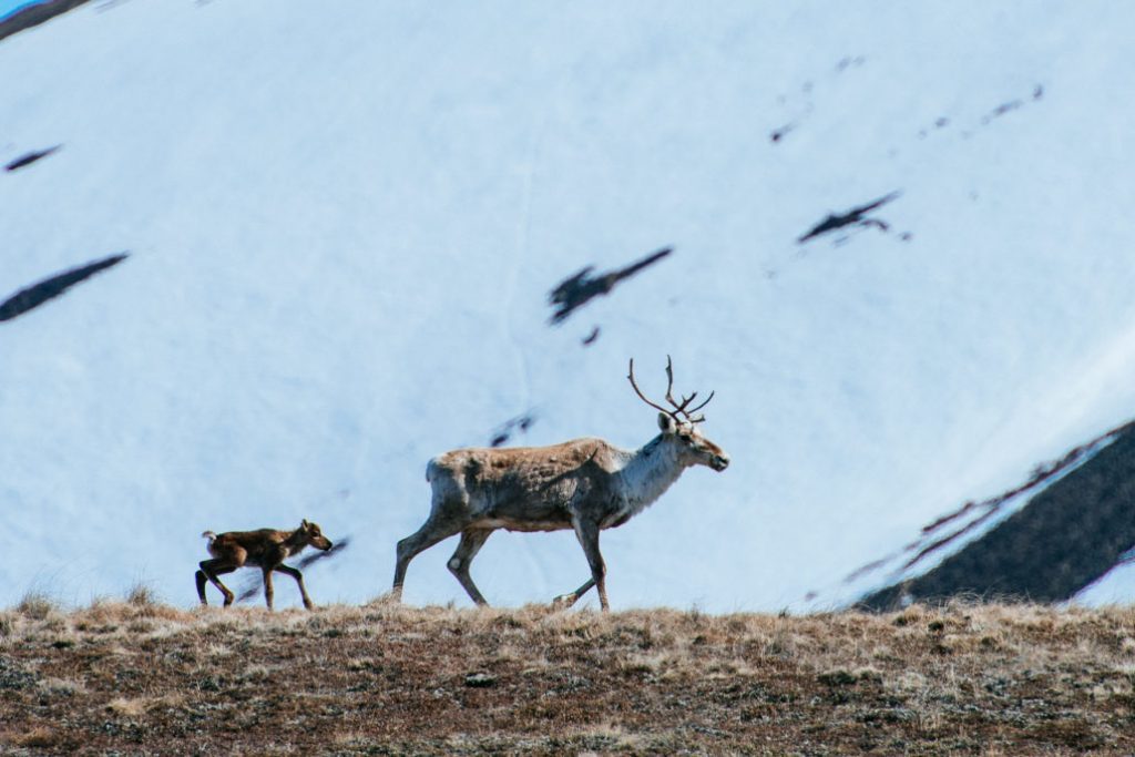 Mining engineer from Magadan takes cute photos of foxes, hares and bears - Animals, Milota, , The photo, Mining Engineer, Longpost