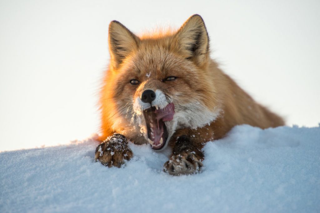 Mining engineer from Magadan takes cute photos of foxes, hares and bears - Animals, Milota, , The photo, Mining Engineer, Longpost