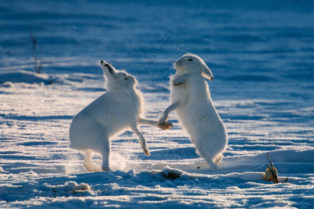 Mining engineer from Magadan takes cute photos of foxes, hares and bears - Animals, Milota, , The photo, Mining Engineer, Longpost