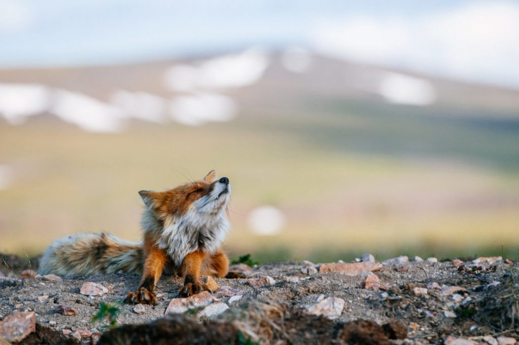 Mining engineer from Magadan takes cute photos of foxes, hares and bears - Animals, Milota, , The photo, Mining Engineer, Longpost