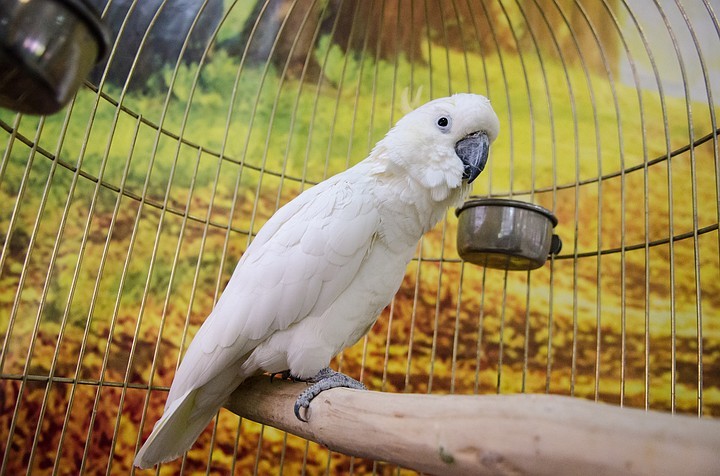 “They have a temperature under 40!”: Krasnodar accused the pet store of the illness of children from a parrot - My, Krasnodar, A parrot, Ornithosis, Longpost