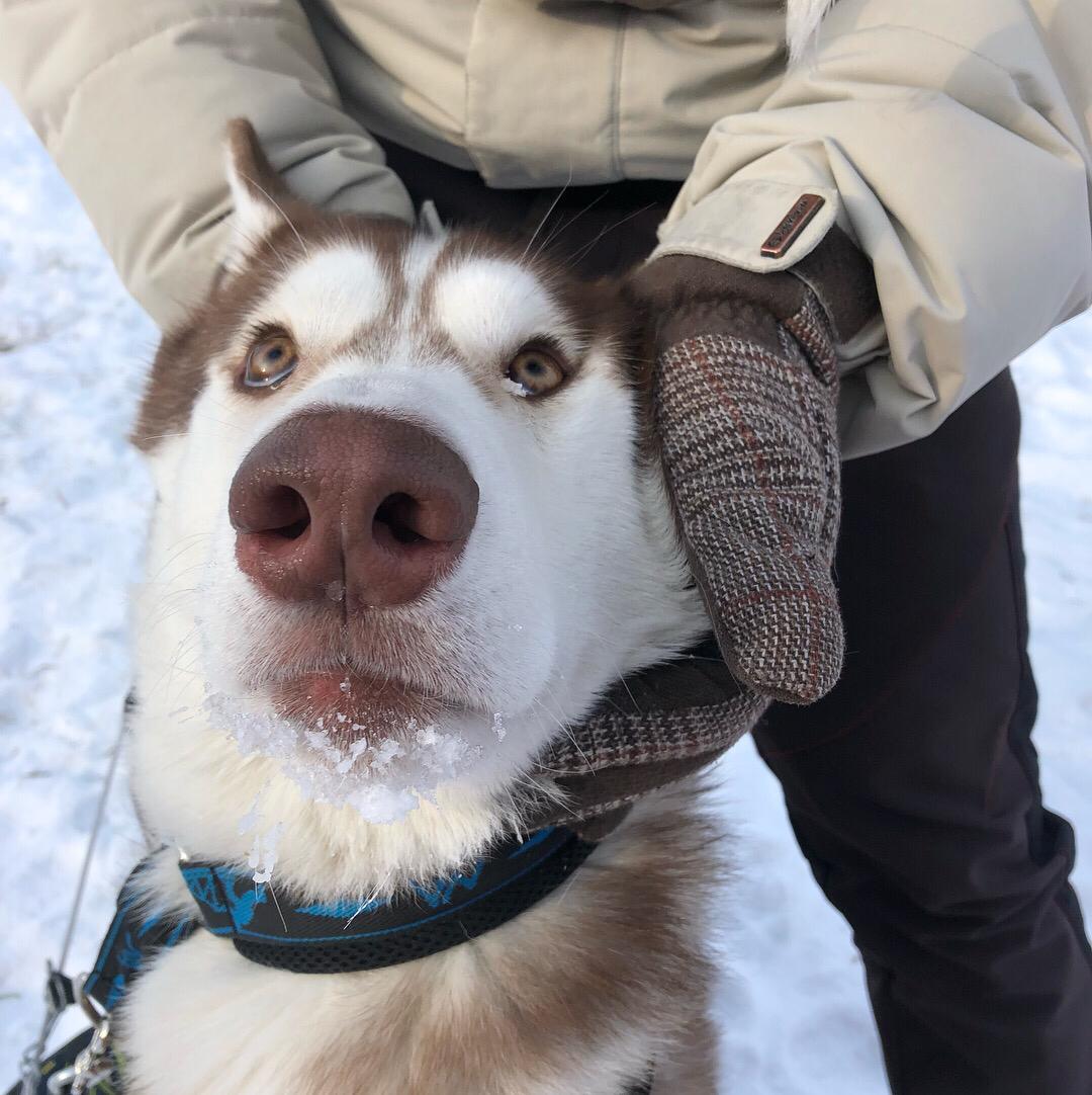 Husky owners are flayers and bastards. But it is not exactly. - My, Longpost, Dogs and people, Siberian Husky