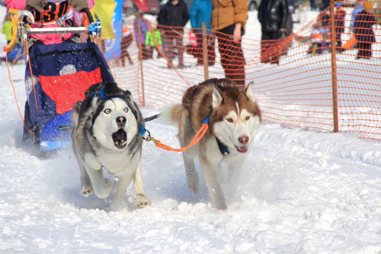 Husky owners are flayers and bastards. But it is not exactly. - My, Longpost, Dogs and people, Siberian Husky