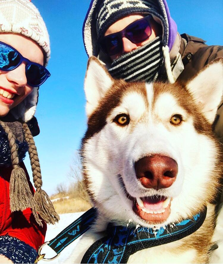 Husky owners are flayers and bastards. But it is not exactly. - My, Longpost, Dogs and people, Siberian Husky