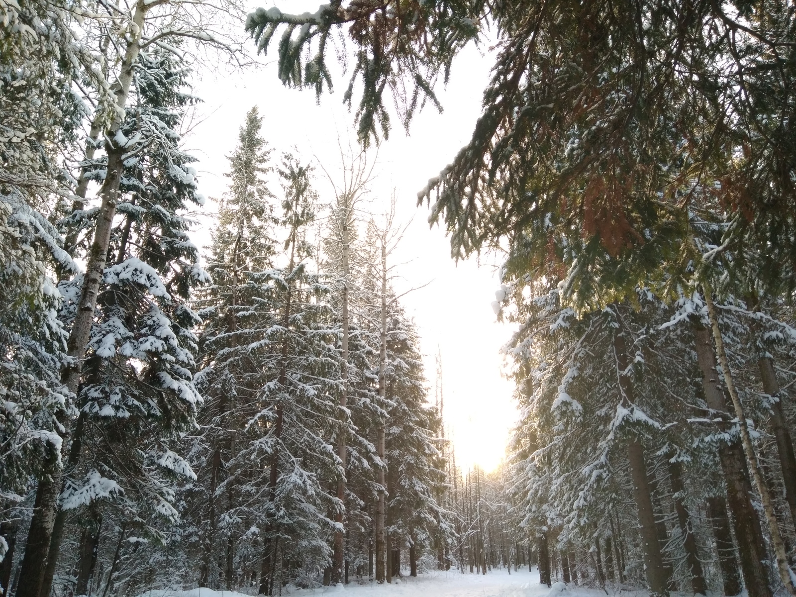 Winter forest. - My, Forest, Winter, Winter forest, The photo, Longpost