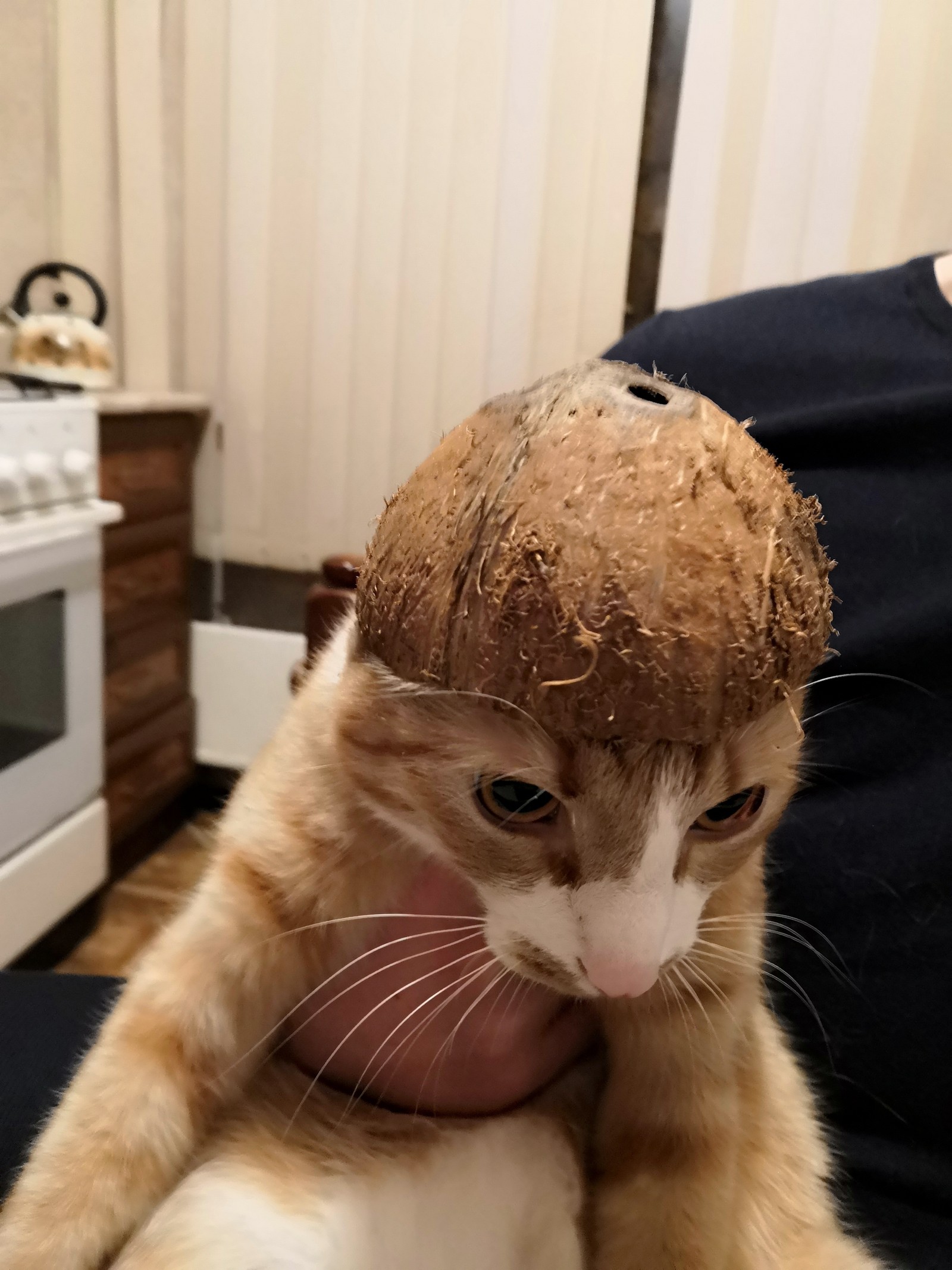 Coconut UFO - My, cat, Animals, Humor, Longpost