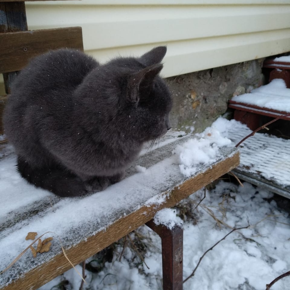 Оставлю это тут. - Кот, Милота, Лицо