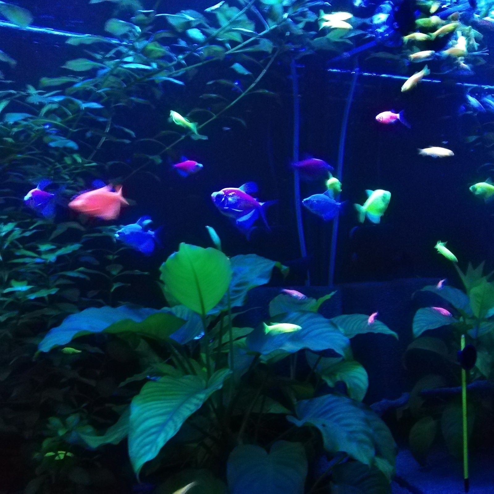 The same 400, but in blue light. - My, Aquarium, Aquarium, Aquarium fish, Ternetsia, Danio, Longpost