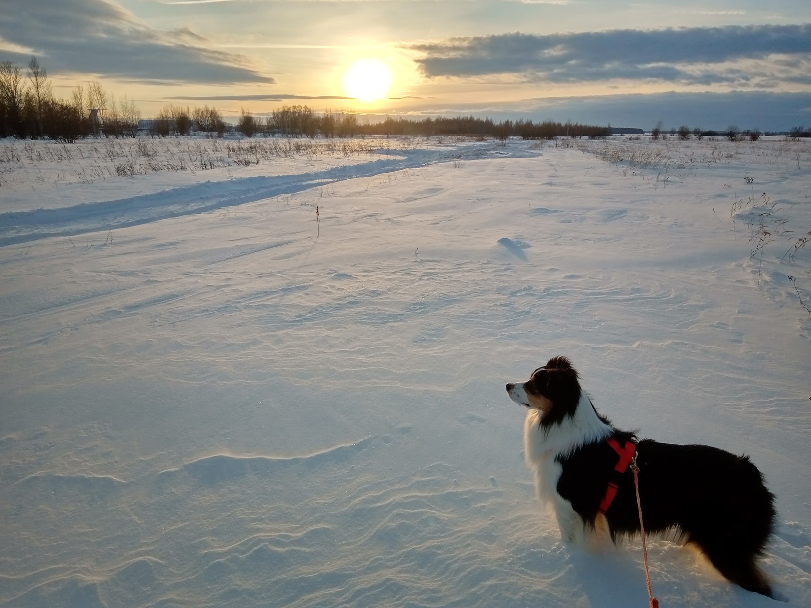 Field Conqueror - My, Dog, Winter, Australian shepherd