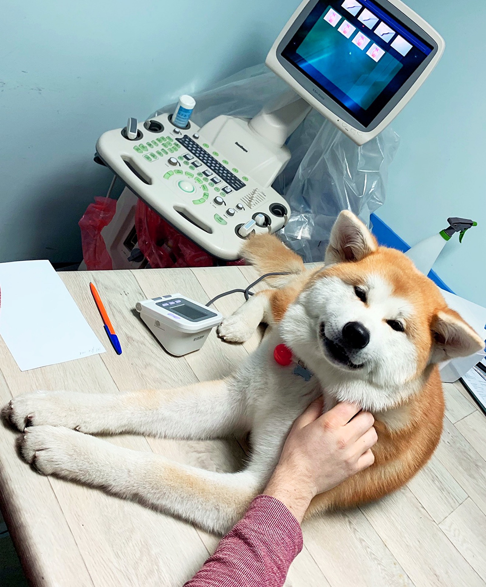 dog smile) - My, Akita inu, Dog, , , Puppies, 