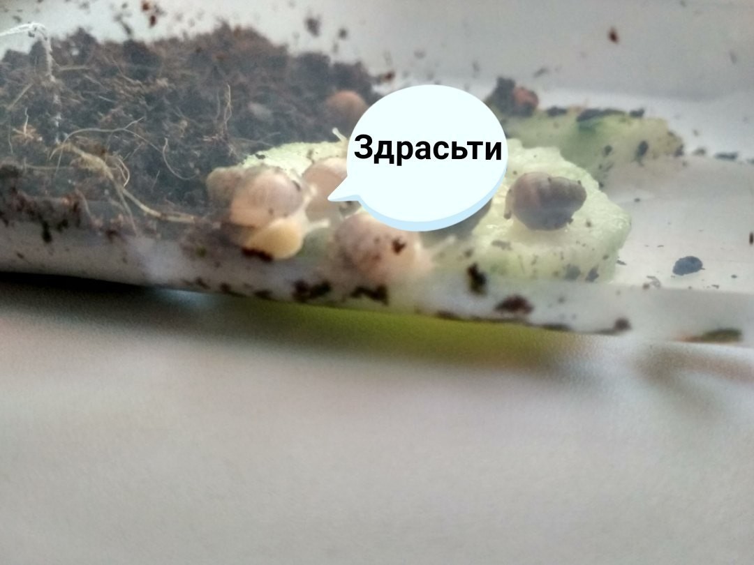 How domestic snails grow. - My, Snail, The photo, Longpost, Achatina