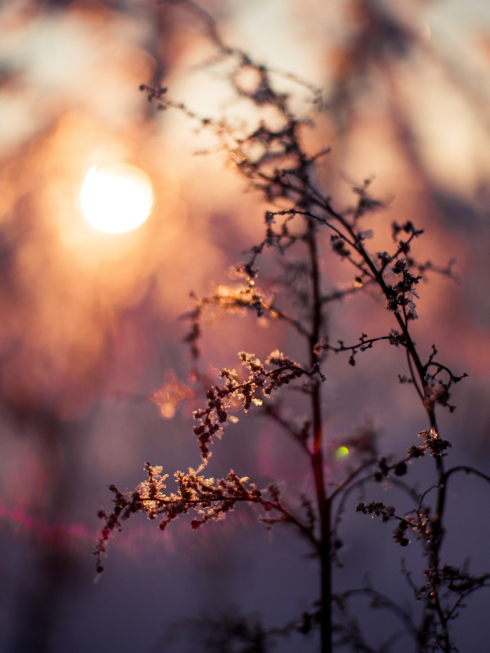 In the rays of the sunset. - My, Beginning photographer, Nature, Sunset, Brightness