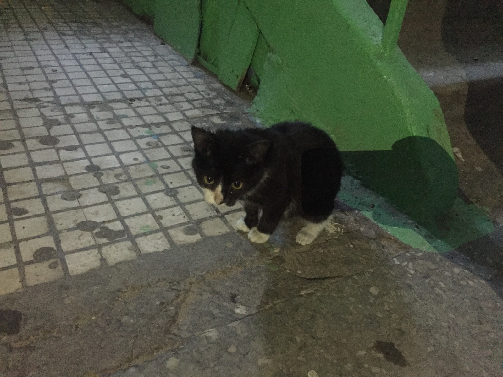 Kitten at the entrance, Yakhroma - My, cat, Yakhroma, Dmitrov, No rating, Longpost