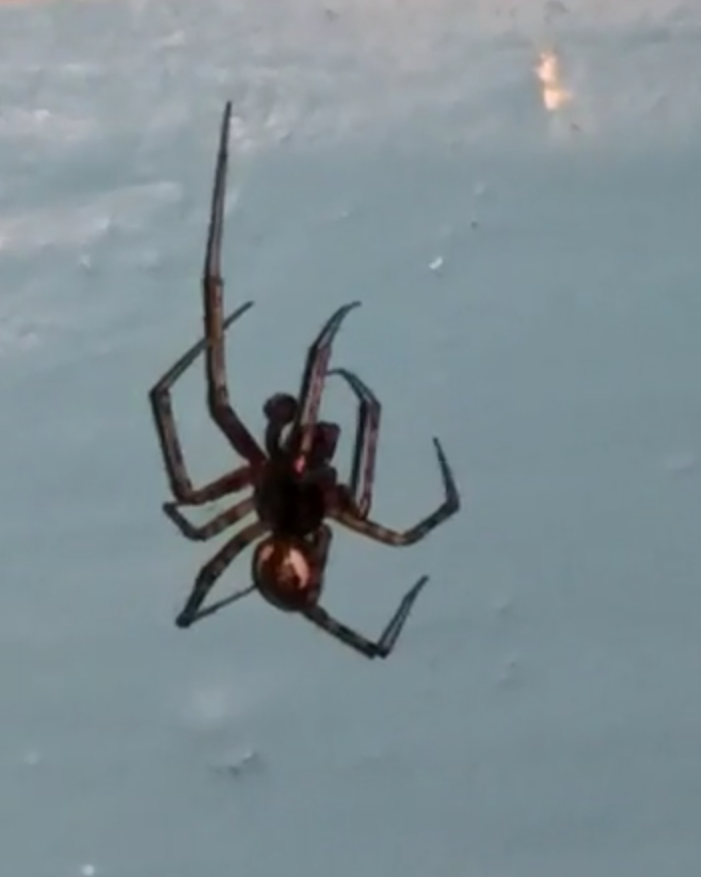 What kind of spider? - My, Spider, Zoology, Insects, Definition, League of biologists, Longpost