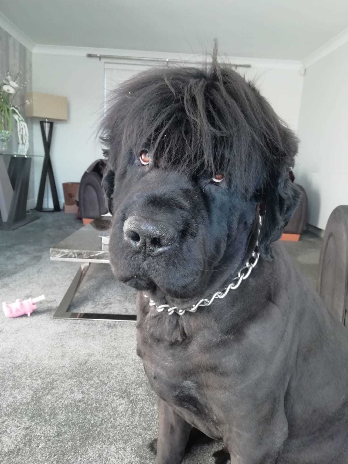 I'm sexy and I know it! - Dog, Newfoundland, Прическа, Стрижка, Bang, Sight, Milota