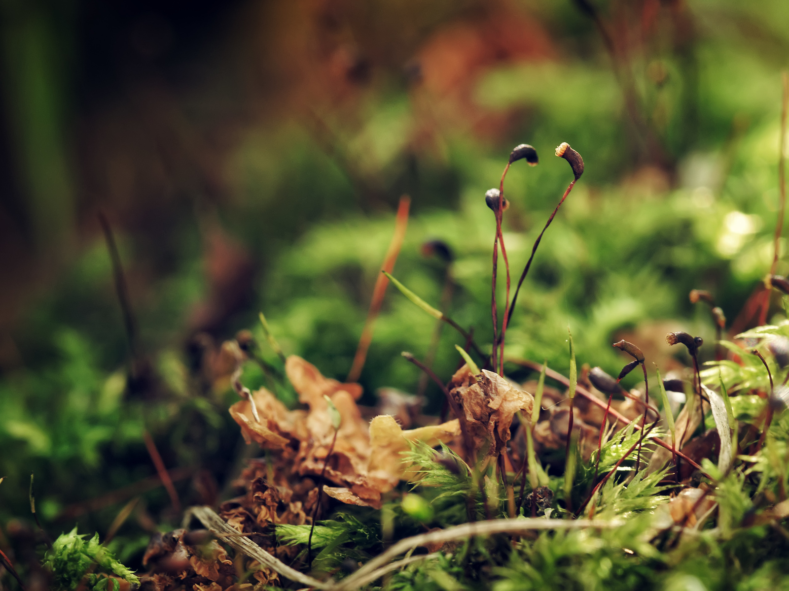 Moss - My, The photo, Macro, Moss, Forest, Nature, Stump, Longpost, Macro photography