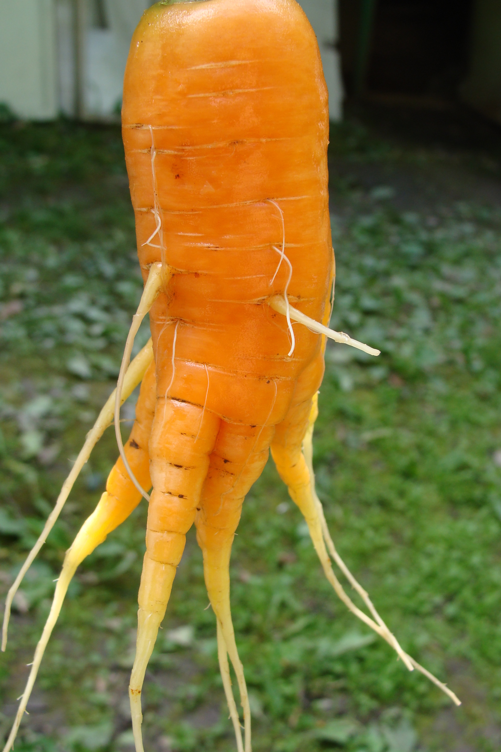 tailed carrot - My, Vegetables, Carrot