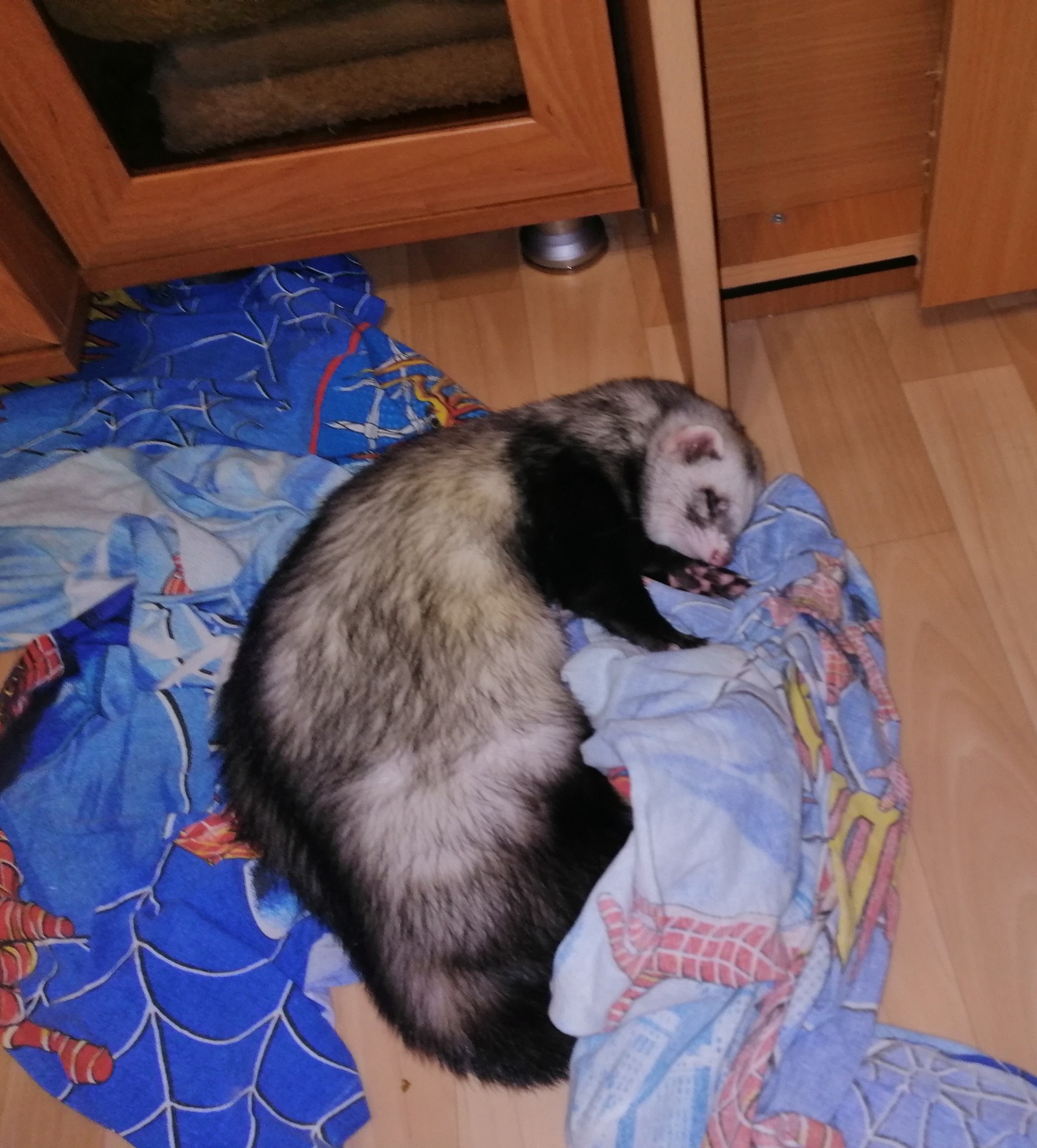 Hello bro. - My, Longpost, Ferret, Milota