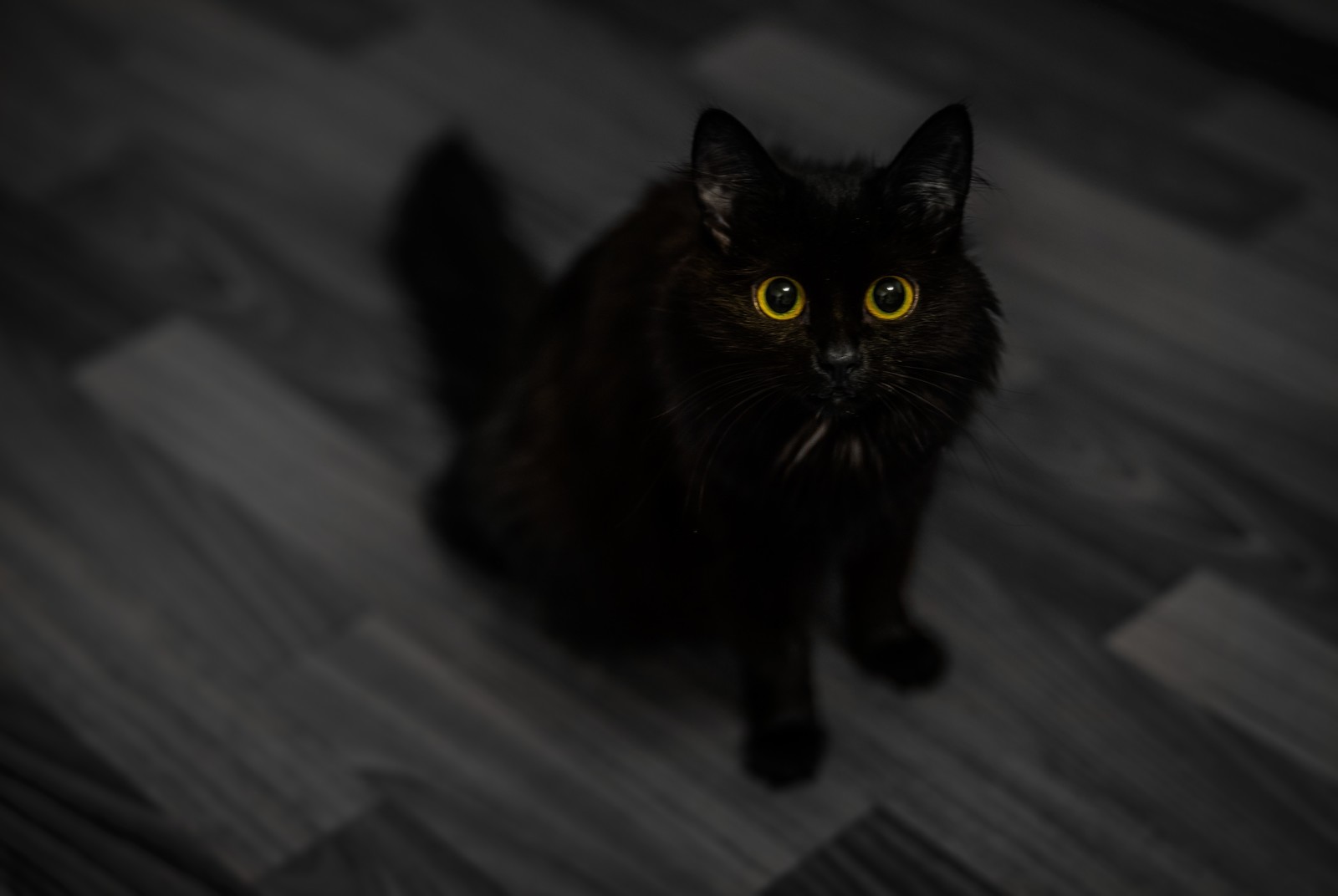 Two yellow lanterns - My, cat, Eyes, The photo