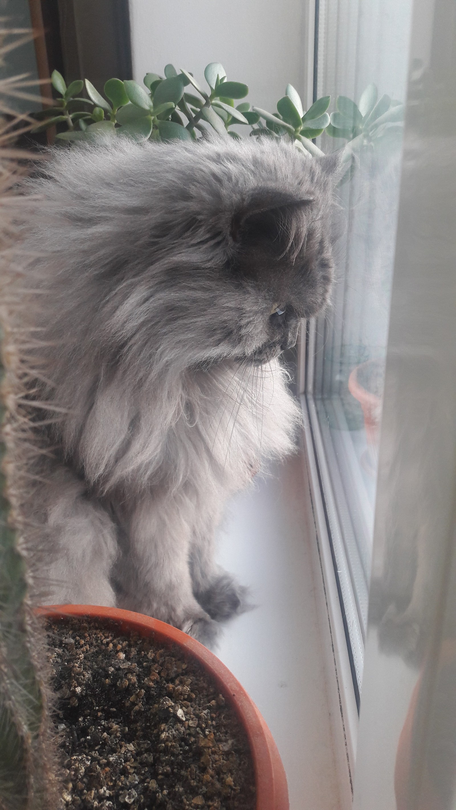 Waiting for Spring - My, cat, Winter, Window