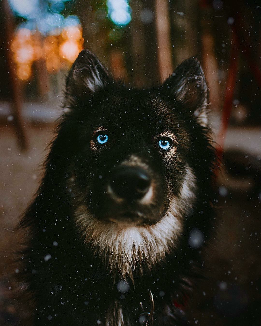 dog - Dog, Milota, Blue eyes