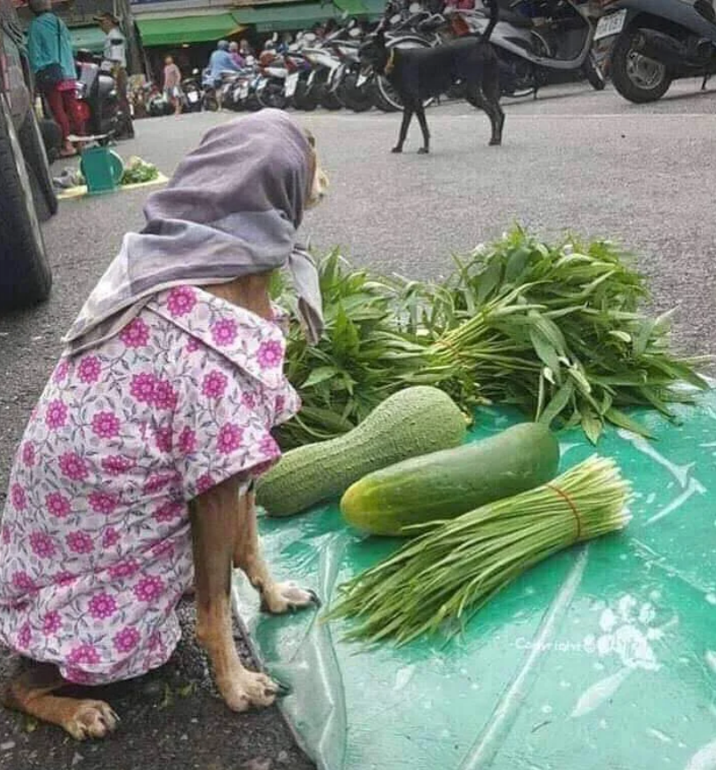 — Не стесняемся, подходим... - Собака, Бабушка, Торговля, Зелень, Платок, Милота