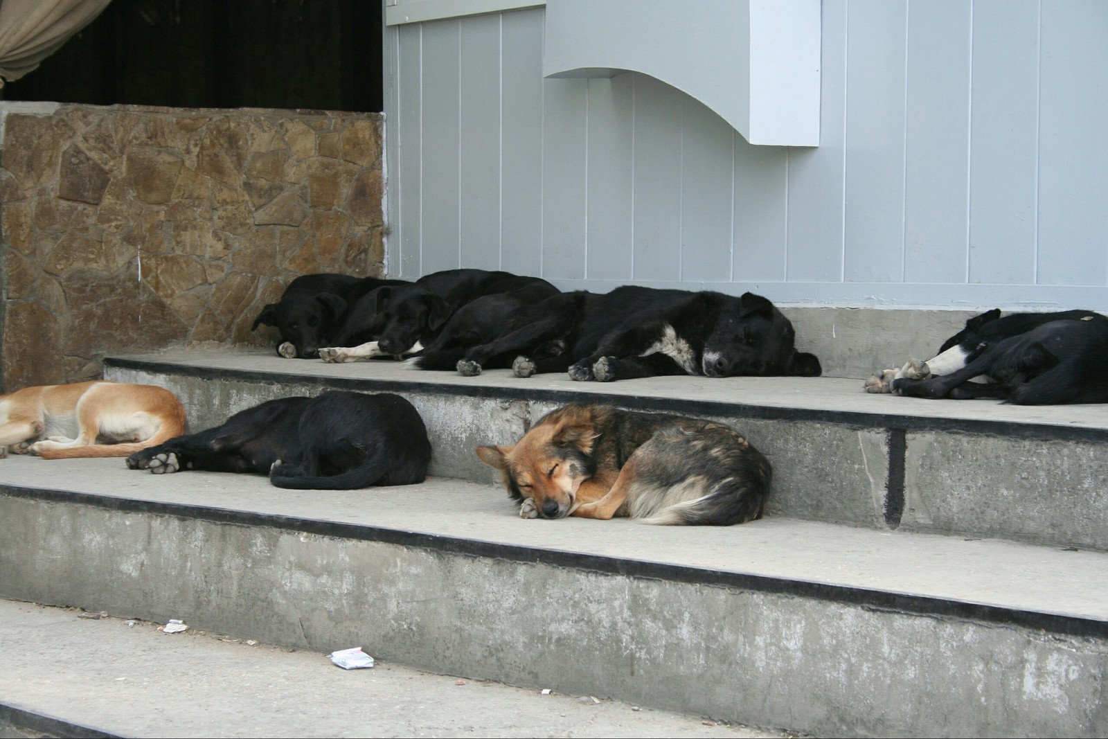 Theodosians))) - My, Crimea, Dog, Dream, Feodosia, Longpost