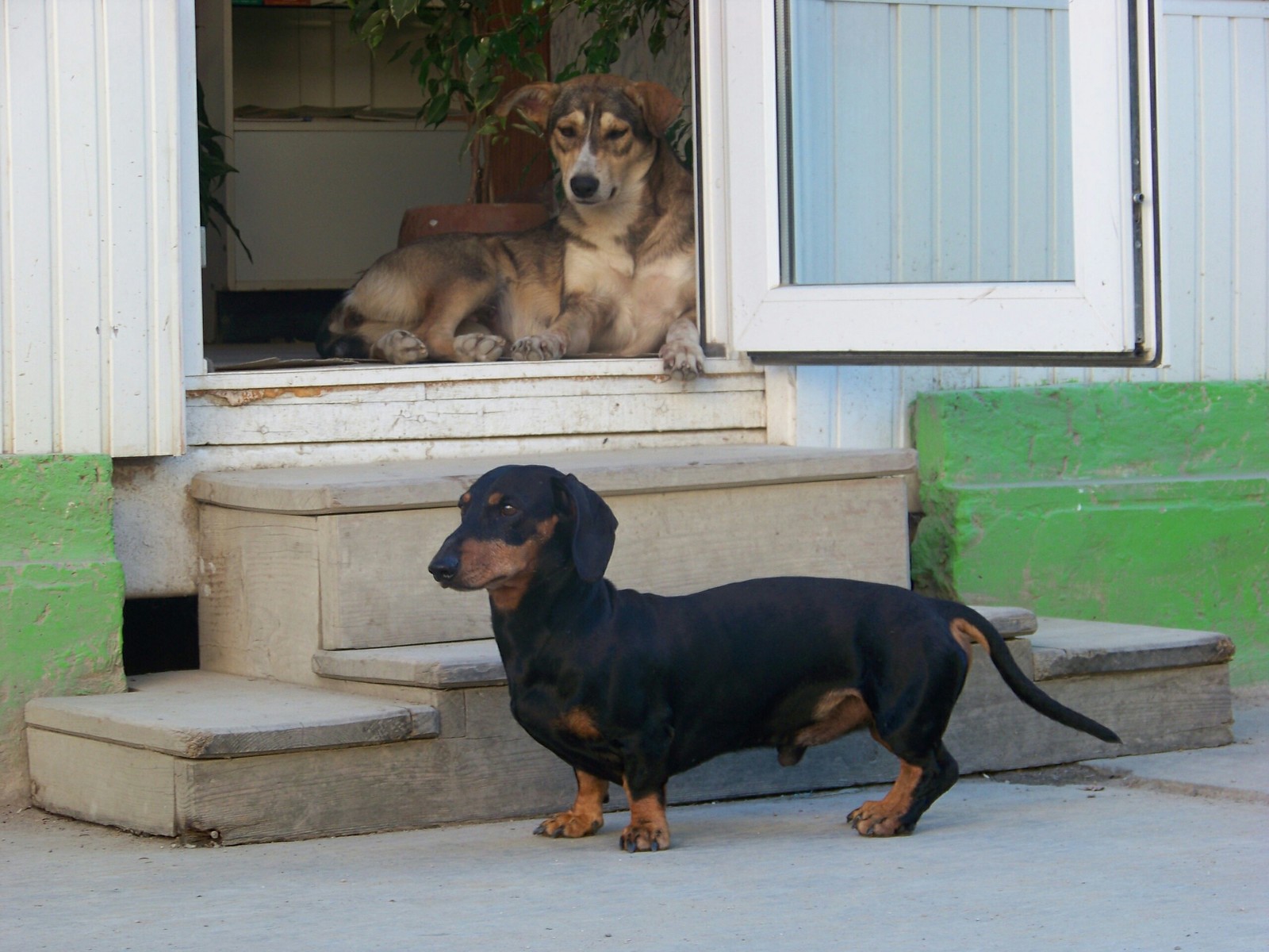 Theodosians))) - My, Crimea, Dog, Dream, Feodosia, Longpost