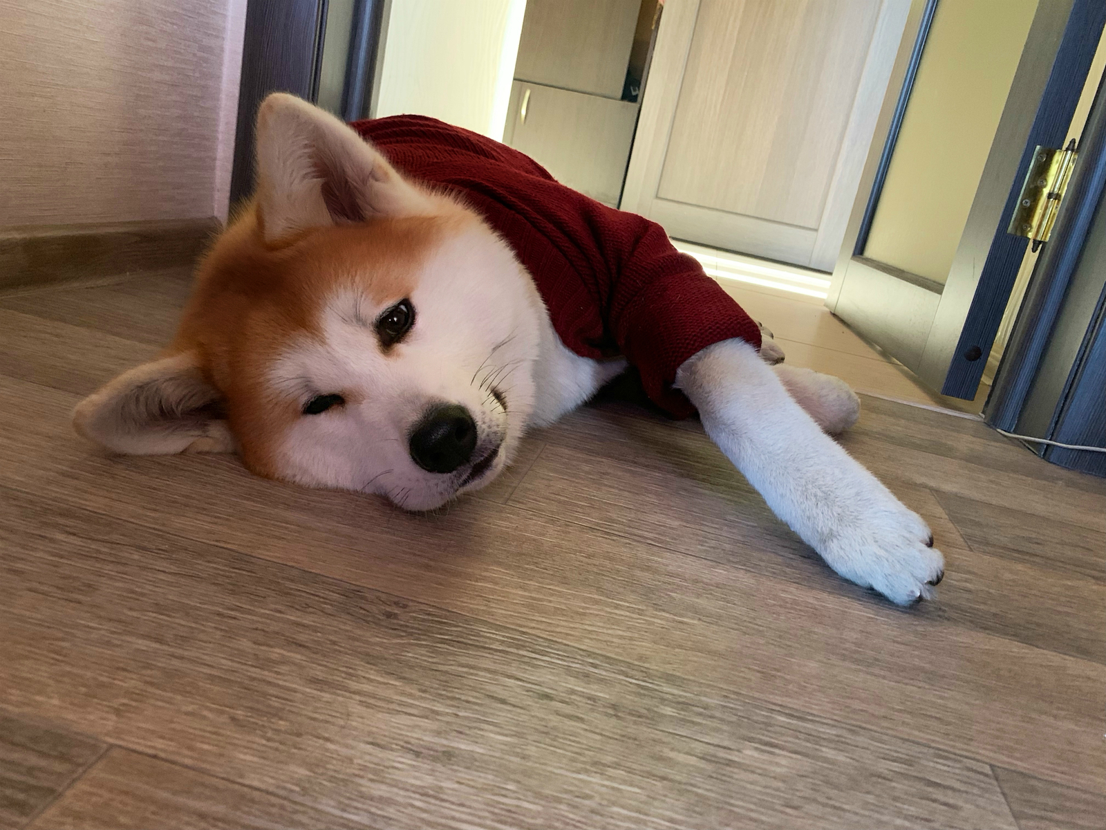 When it's -32 outside and you can't walk longer... - My, Akita inu, , Dog, Cold, Walk