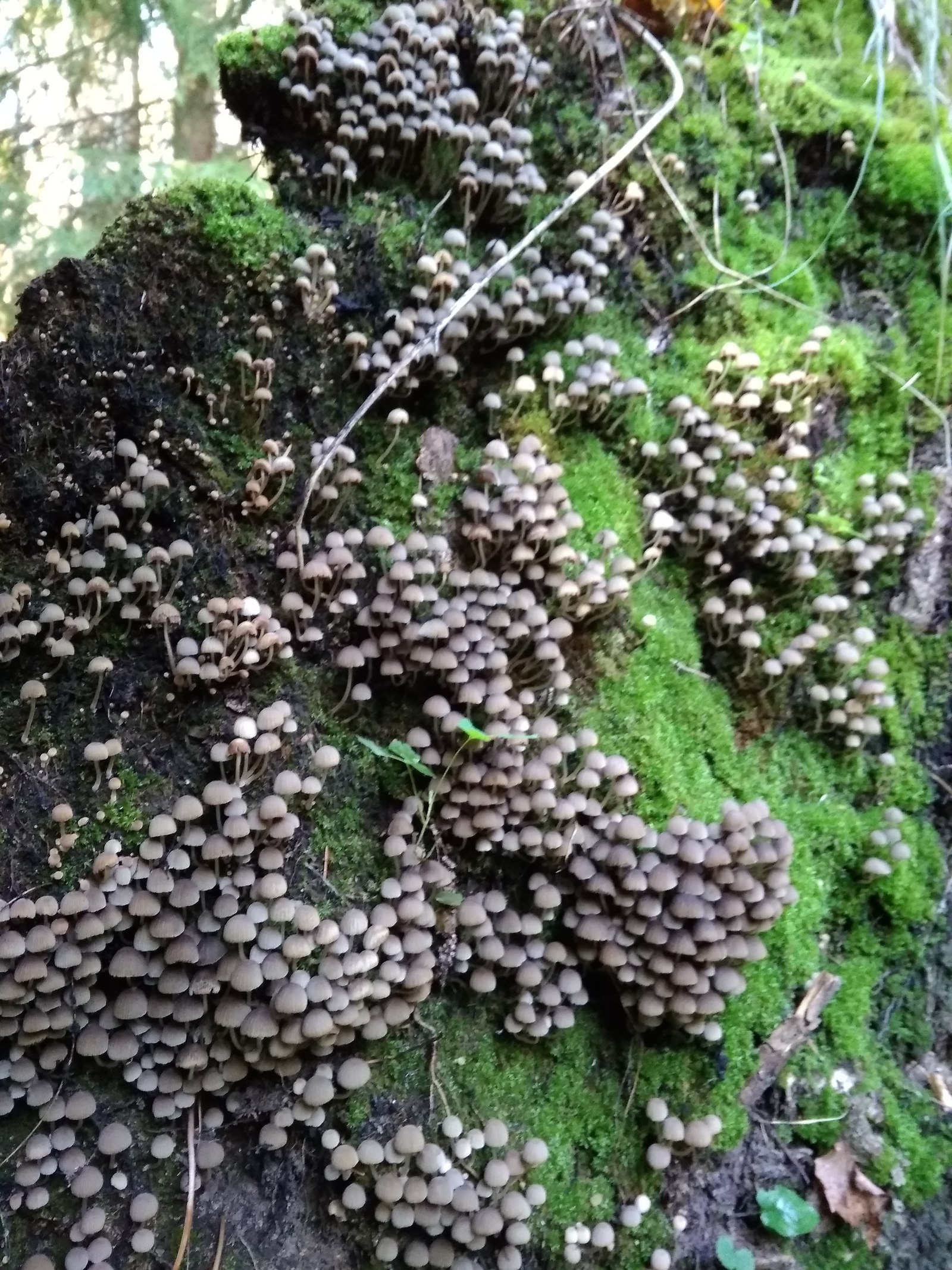 My mushrooms - My, Mushrooms, Autumn, beauty, Longpost