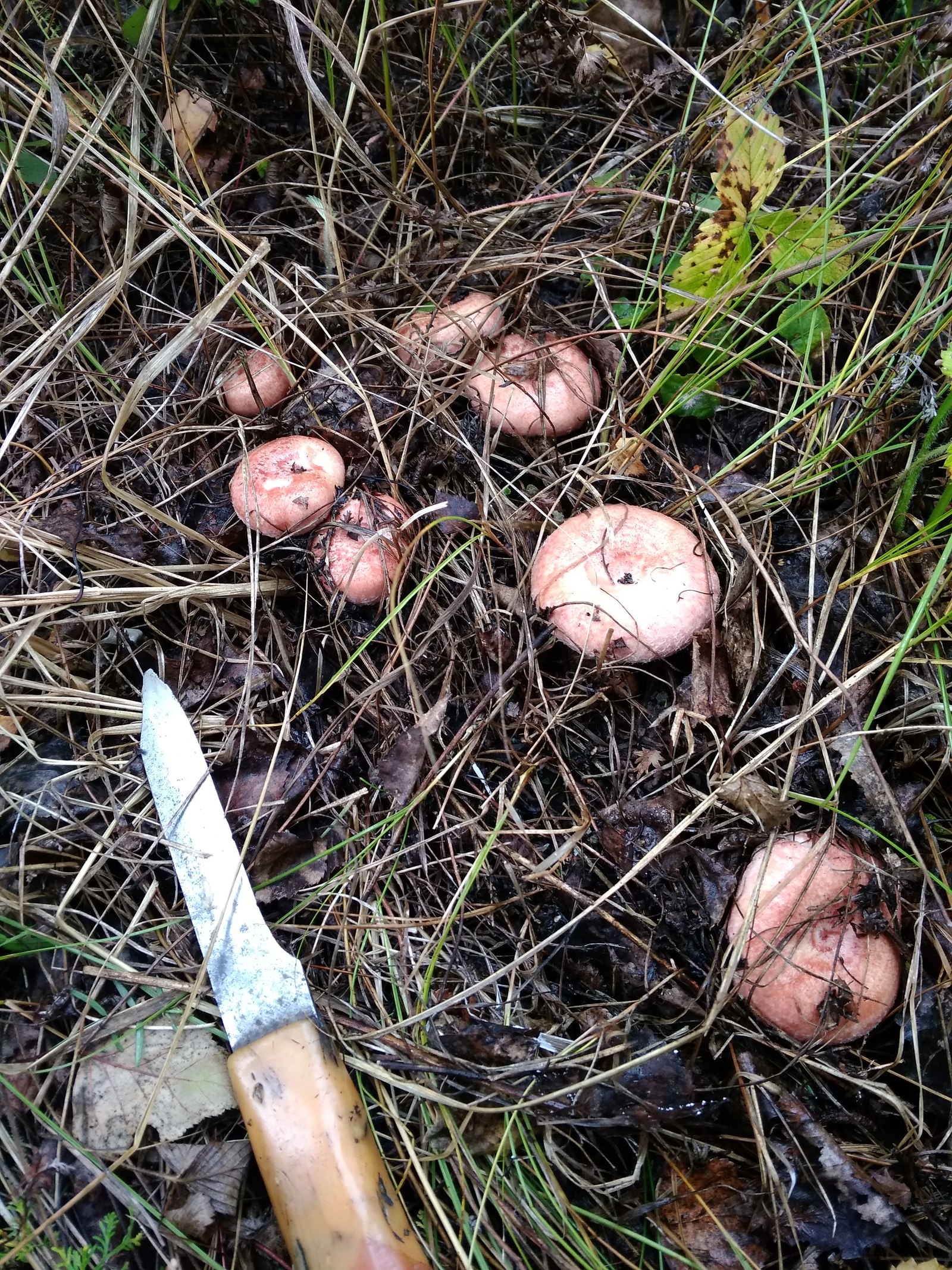 My mushrooms - My, Mushrooms, Autumn, beauty, Longpost