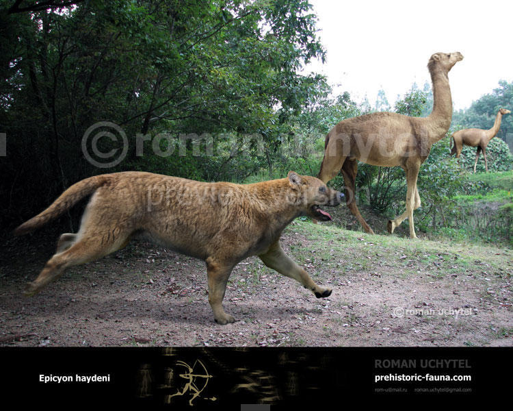 Epic dogs of the past and the largest canines in history - My, Dog, The science, Animals, Paleontology, Canines, Mammals, Biology, Longpost