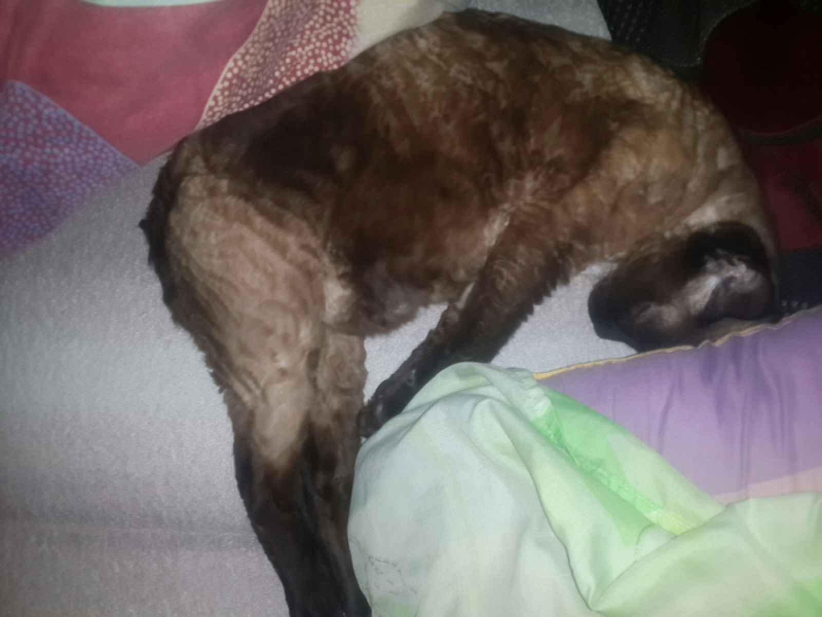 So we decided to show everyone) - My, Catomafia, Devon Rex, Longpost, cat