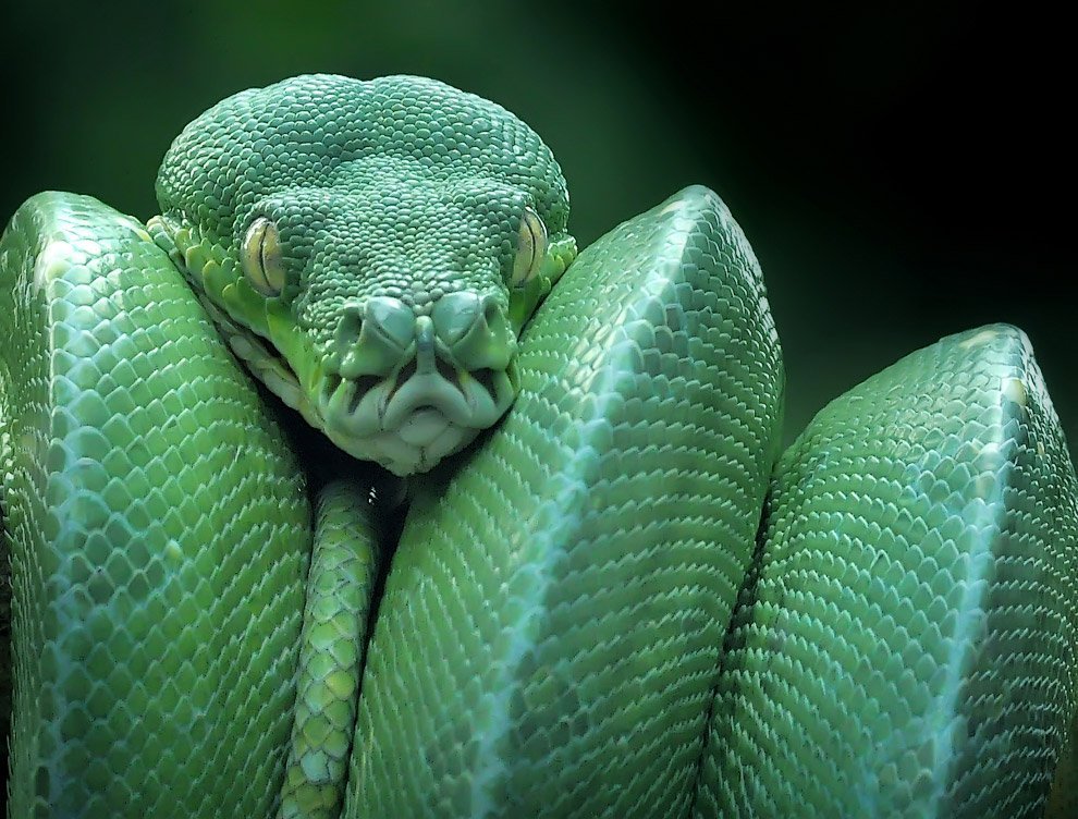 Beautiful kite - Reptiles, green python, Snake