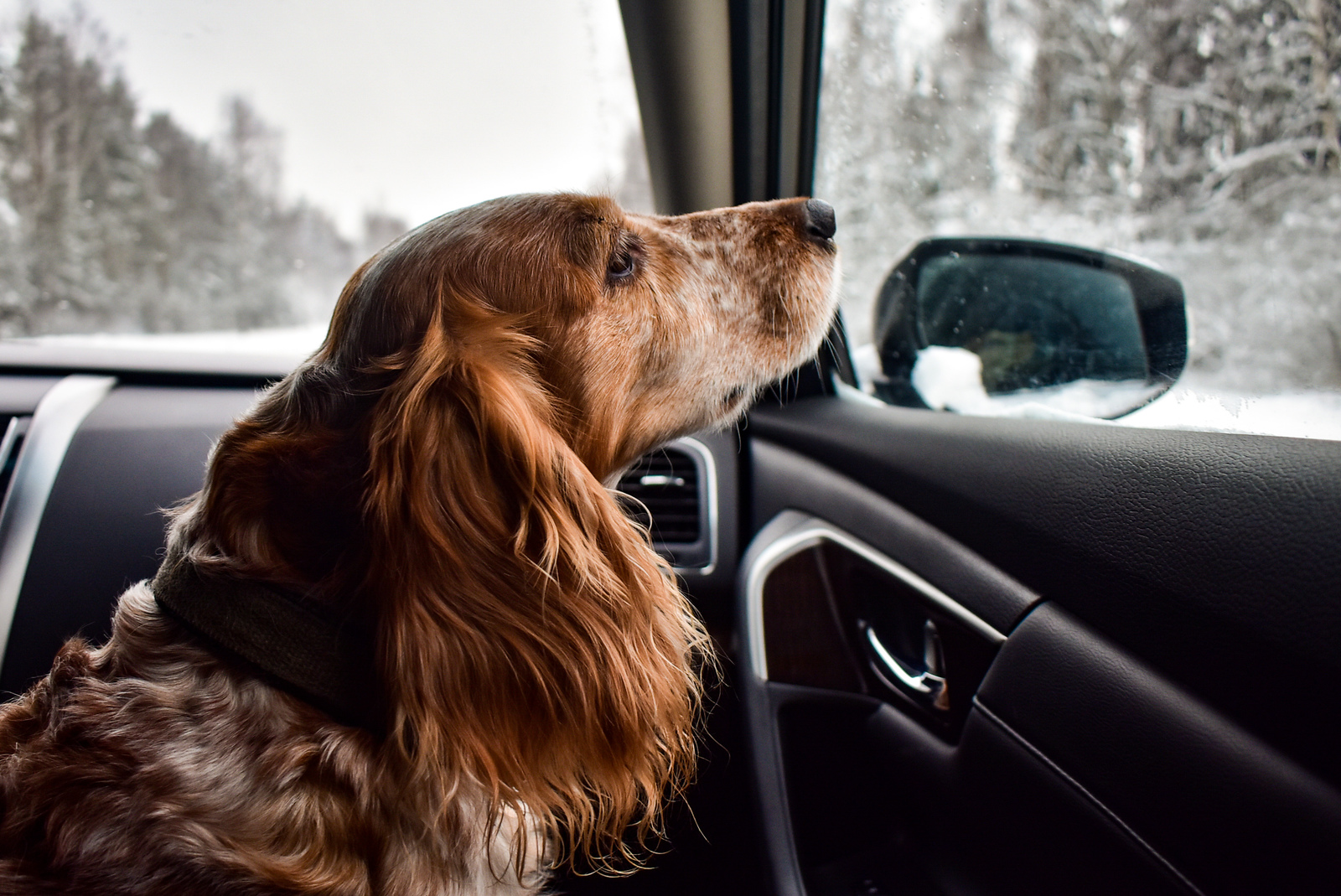 trips - My, Window, Dog, Light, Bokeh, Beginning photographer, Longpost